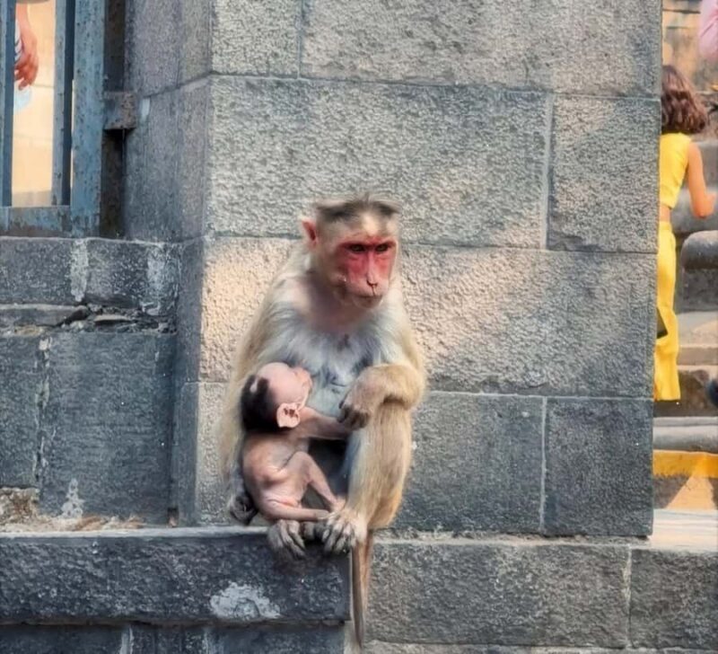 Ajanta & Ellora Caves + Mumbai Highlights 2 Day Private Trip - What Makes This Tour Stand Out?