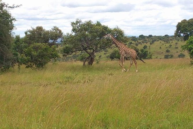 Akagera National Park Day Trip - Wildlife Spotting