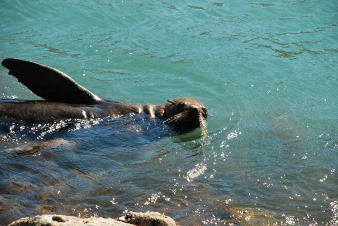 Akaroa: 4WD Safari and Guided Sea-Kayaking Experience - Sea-Kayaking Trip Details