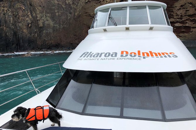 Akaroa and Banks Peninsula Small Group Tour (Nature Cruise or Dolphin Swim) - Common Questions