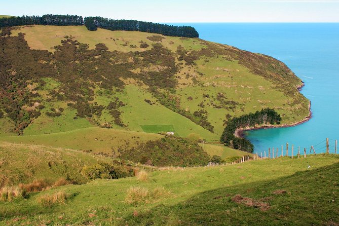 Akaroa and Banks Peninsula Wild Penguins Tour - Inclusions and Experiences