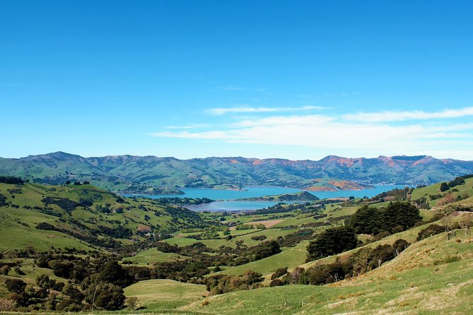 Akaroa and Banks Peninsula Wild Penguins Tour - Traveler Reviews and Ratings