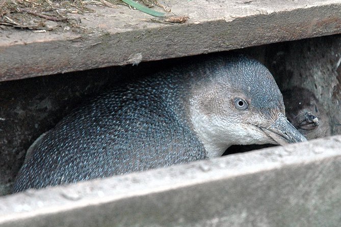 Akaroa and Banks Peninsula Wild Penguins Tour - Additional Information
