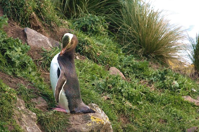 Akaroa and Banks Peninsula Wild Penguins Tour - Tour Itinerary
