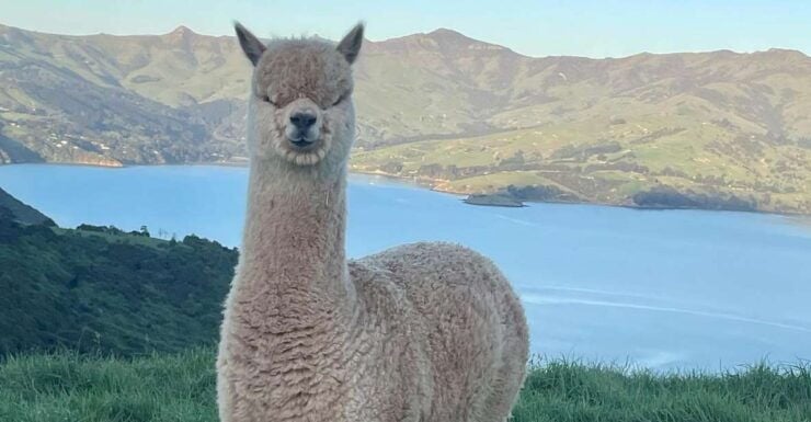 Akaroa Day Tour From Christchurch - Tour Overview