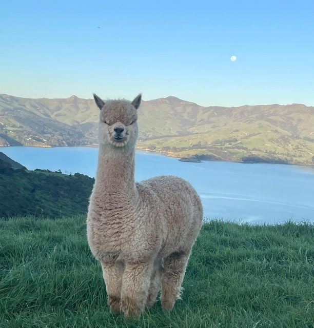 Akaroa Day Tour From Christchurch - Booking and Cancellation Policy
