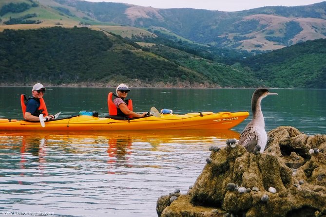Akaroa Day Trip From Lyttelton Port - Return Shuttle Sea Kayak or Ebike Tour - Reviews