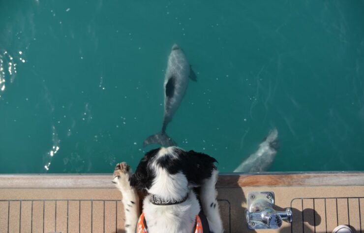 Akaroa: Dolphin Nature Cruise - Dolphin Encounter