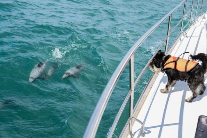 Akaroa: Dolphin Nature Cruise - Wildlife Spotting