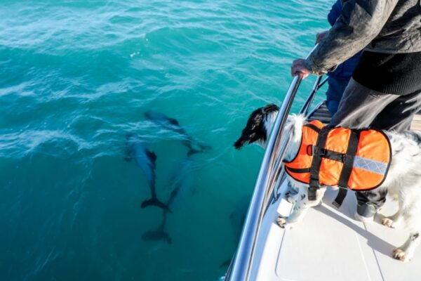 Akaroa: Dolphin Nature Cruise - Important Information