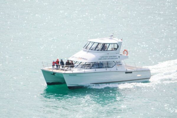Akaroa: Dolphin Nature Cruise - Common Questions