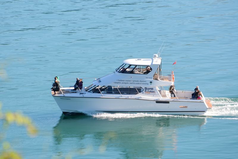 Akaroa Dolphins Harbour Nature Cruise - At a glance: what makes this cruise worth considering