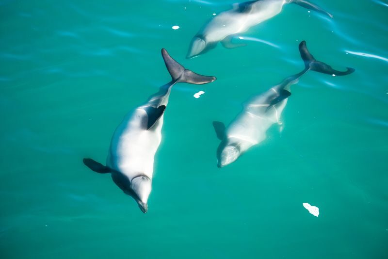Akaroa Dolphins Harbour Nature Cruise - What the price includes, and what it doesn’t