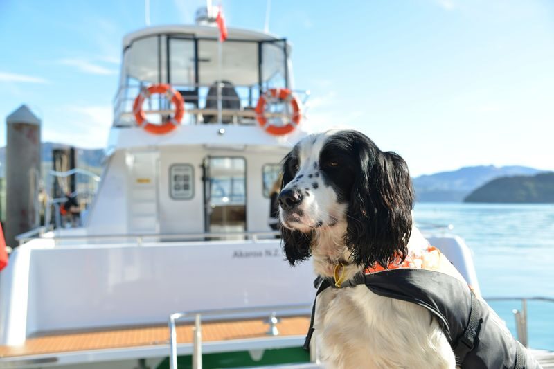 Akaroa Dolphins Harbour Nature Cruise - Motion sickness, weather and useful planning