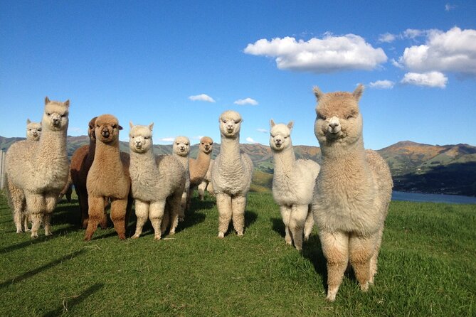 Akaroa Eco-Safari With Alpaca Farm Tour and Wine Tasting - Tour Details
