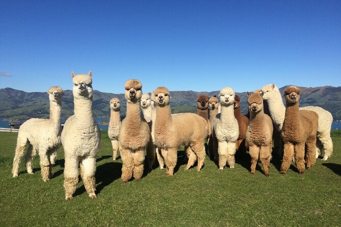 Akaroa Eco-Safari With Alpaca Farm Tour and Wine Tasting - Tour Schedule