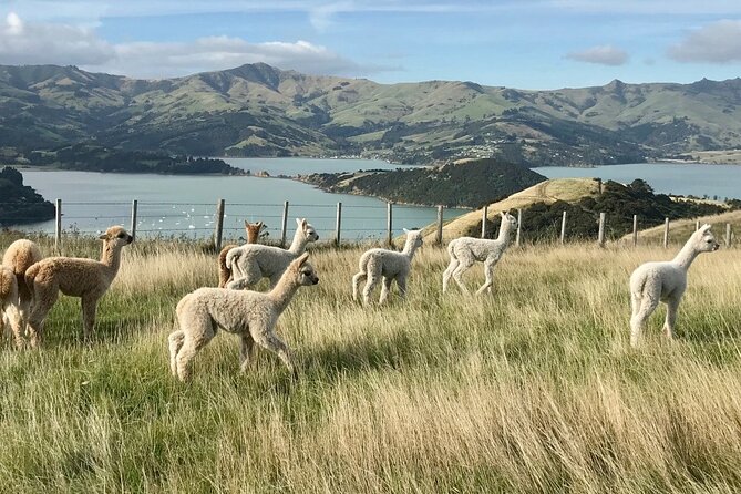 Akaroa Eco-Safari With Alpaca Farm Tour and Wine Tasting - Additional Information