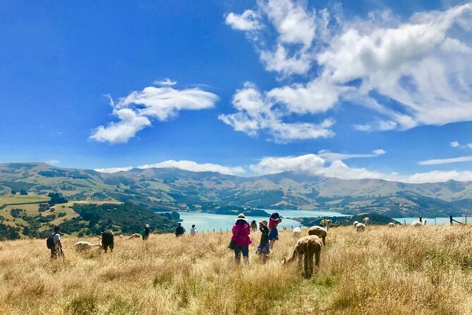 Akaroa Eco-Safari With Alpaca Farm Tour and Wine Tasting - The Sum Up