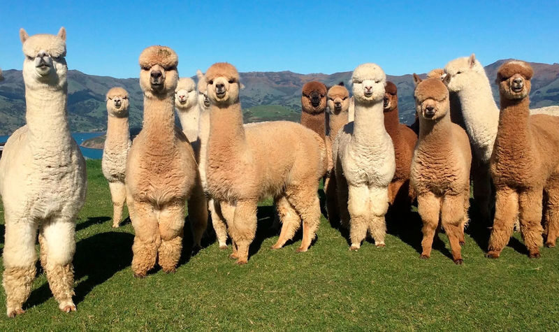 Akaroa French Town & Alpaca Farm Full-Day Tour - The journey from Christchurch to Akaroa