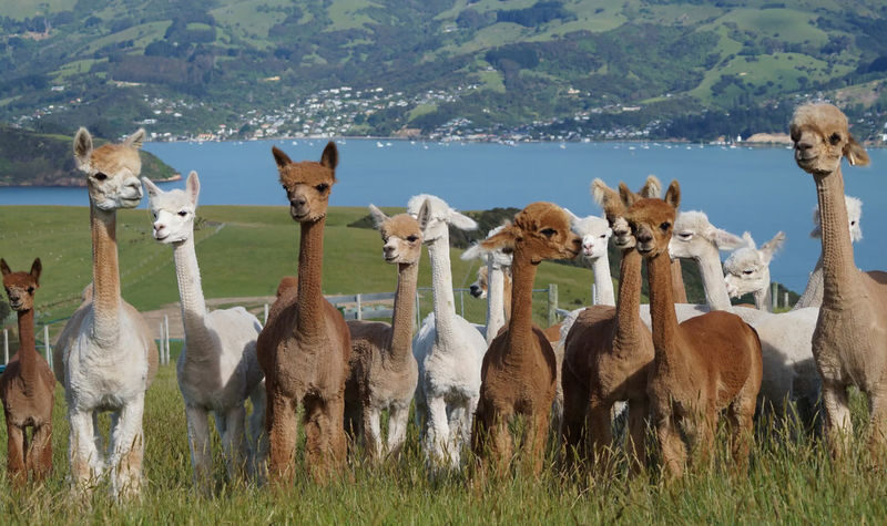 Akaroa French Town & Alpaca Farm Full-Day Tour - How the driver-guide shapes the day