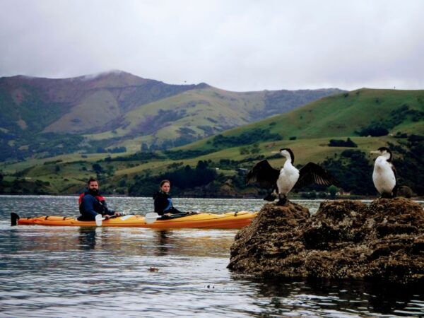 Akaroa Harbour 2-2.5 -Hour Eco Tour by Sea Kayak - Common Questions