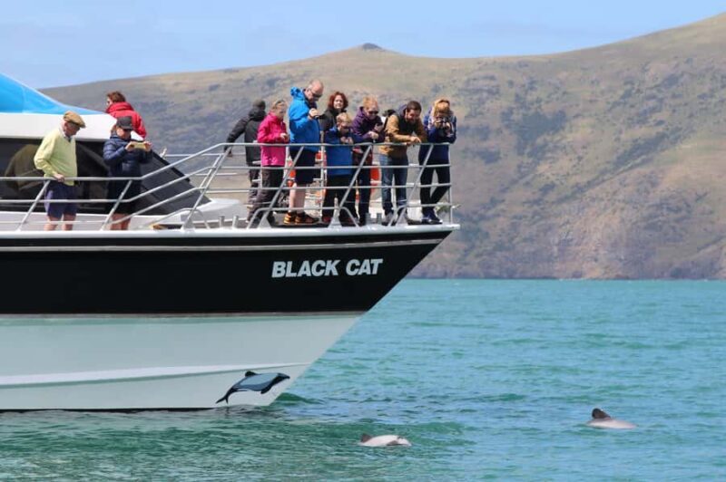 Akaroa Harbour 2-Hour Dolphin Nature Cruise - Good To Know