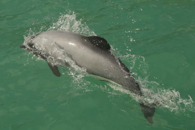 Akaroa Harbour 2-Hour Dolphin Nature Cruise - Final Thoughts