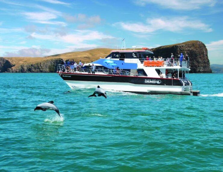 Akaroa Harbour 2-Hour Nature Cruise - Activity Details