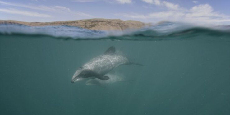 Akaroa Harbour 2-Hour Nature Cruise - Experience Highlights