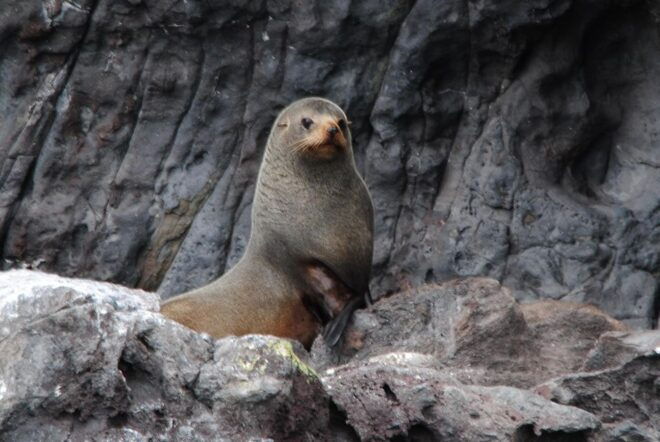 Akaroa Harbour 2-Hour Nature Cruise - Important Information
