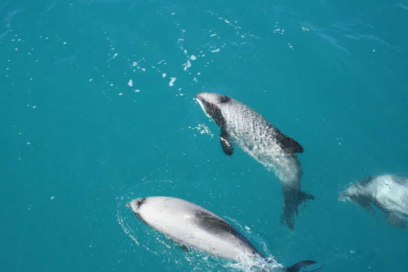 Akaroa Harbour Nature Cruise - Seals, penguins and the cliffs