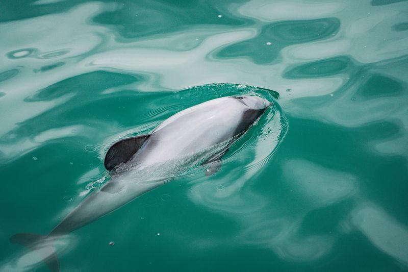 Akaroa Harbour Nature Cruise - What two hours feels like