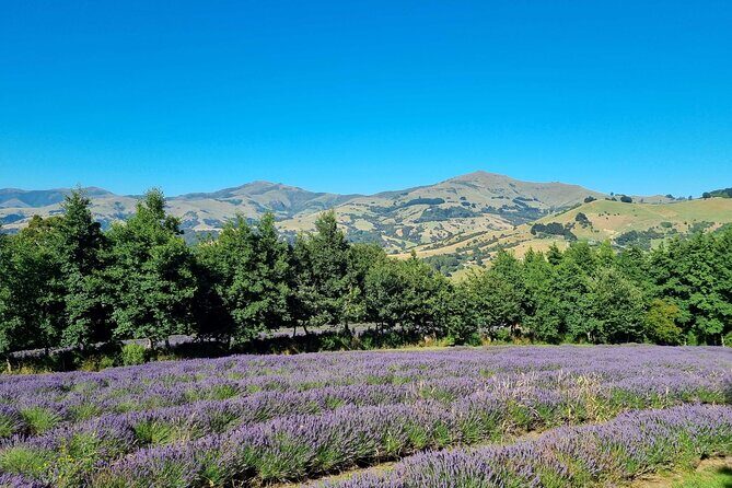 Akaroa Lavender Seasonal Guided Tour Experience - The Sum Up