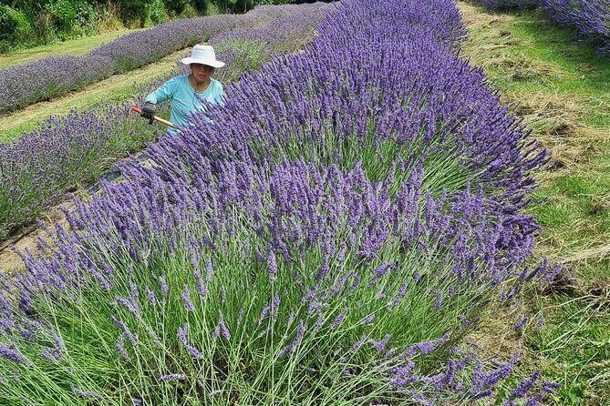 Akaroa Lavender Seasonal Guided Tour Experience - FAQ