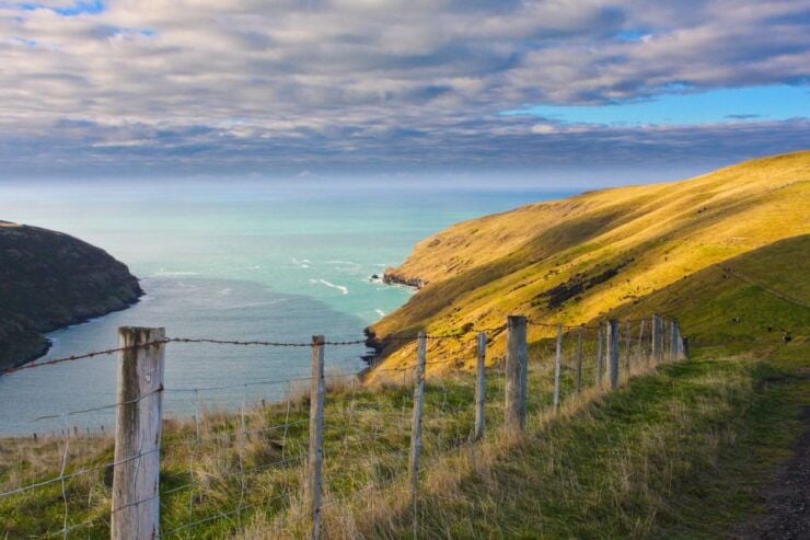 Akaroa: Pohatu Little Penguins 3-Hour Evening Experience - Experience