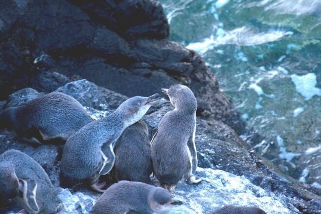 Akaroa: Pohatu Little Penguins 3-Hour Evening Experience - Additional Activities