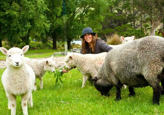 Akaroa: Pohatu Little Penguins 3-Hour Evening Experience - Customer Reviews