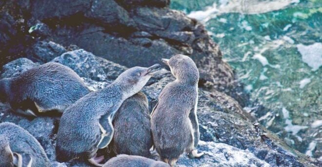 Akaroa: Pohatu Little Penguins 3-Hour Evening Experience - Review Summary