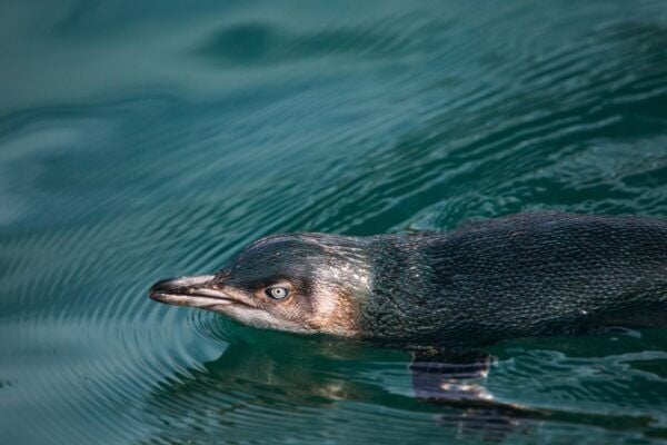 Akaroa: Pohatu Little Penguins 3-Hour Evening Experience - Common Questions