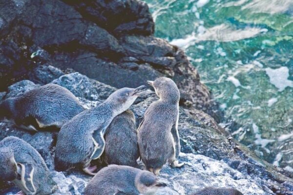 Akaroa: Pohatu Little Penguins 3-Hour Evening Experience - The Sum Up