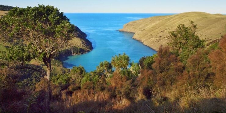 Akaroa: Pohatu Penguins Scenic Nature 2-Hour or 4-Hour Tour - Tour Details