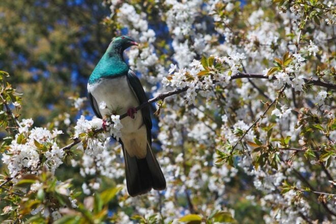 Akaroa: Pohatu Penguins Scenic Nature 2-Hour or 4-Hour Tour - Related Tours
