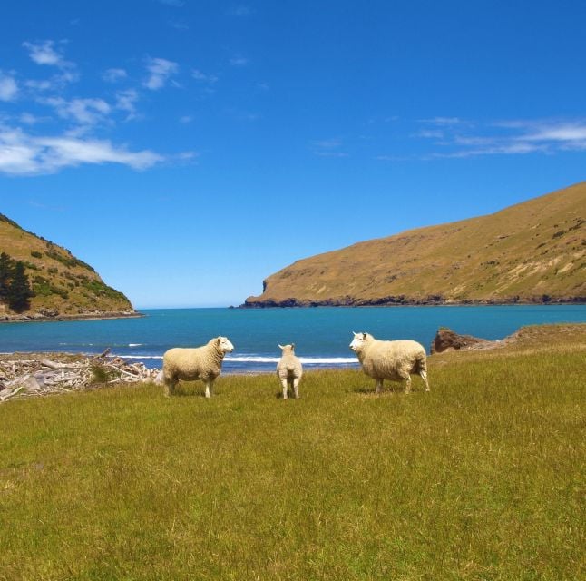 Akaroa: Pohatu Penguins Scenic Nature 2-Hour or 4-Hour Tour - Customer Reviews