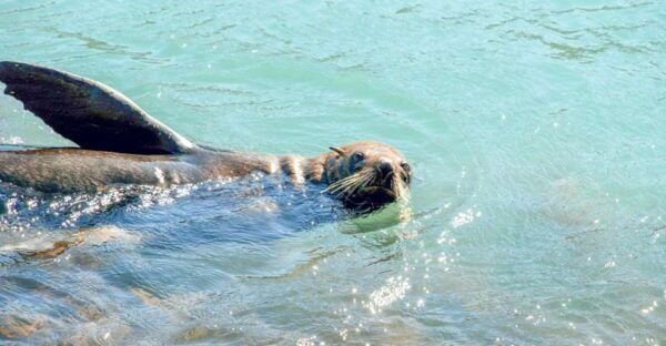 Akaroa: Pohatu Penguins Scenic Nature 2-Hour or 4-Hour Tour - Directions