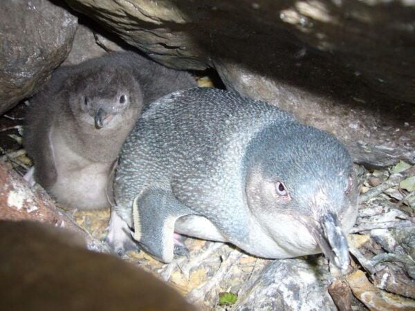 Akaroa: Pohatu Penguins Scenic Nature 2-Hour or 4-Hour Tour - The Sum Up