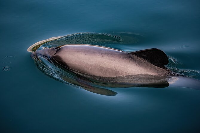 Akaroa Private Day Tour From Christchurch (Carbon Neutral) - Confirmation and Opening Hours