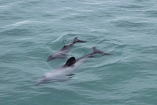 Akaroa Private Day Trip From Christchurch - Frequently Asked Questions