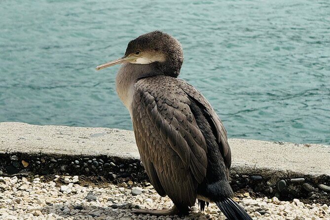 Akaroa Private Group Day Trip from Christchurch - FAQ  