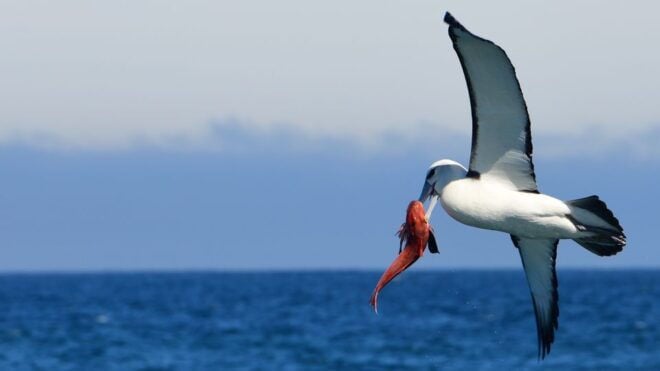 Akaroa: Scenic Coastline Wildlife Cruise - Intimate Wildlife Experience