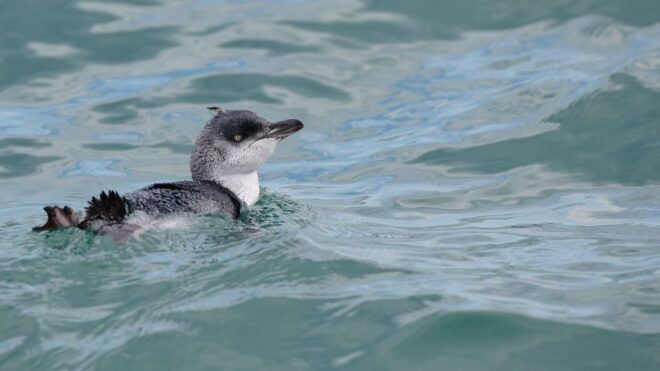 Akaroa: Scenic Coastline Wildlife Cruise - Comfortable Boat and Crew